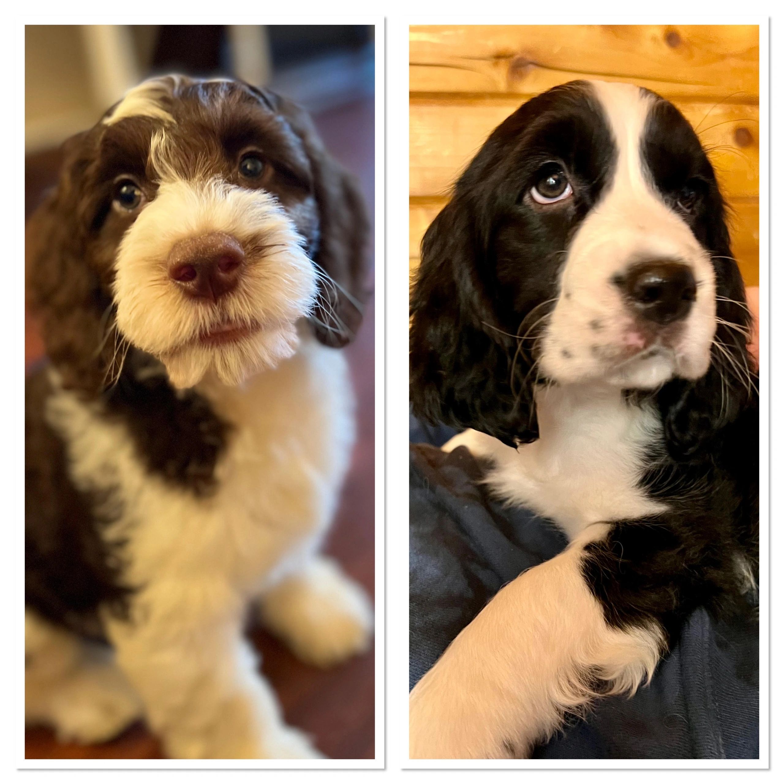 Family Raised Doodles Breeder, Doodles, English Springer Spaniels